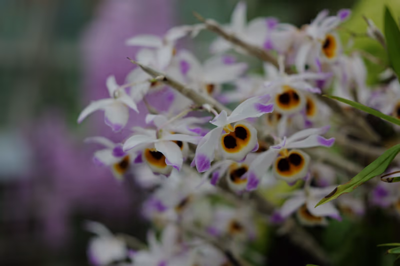 白色兰花特写，紫色镶边与淡黄花心相簇拥