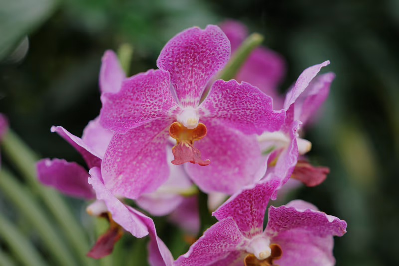 紫色兰花特写，柔光下的斑点花瓣