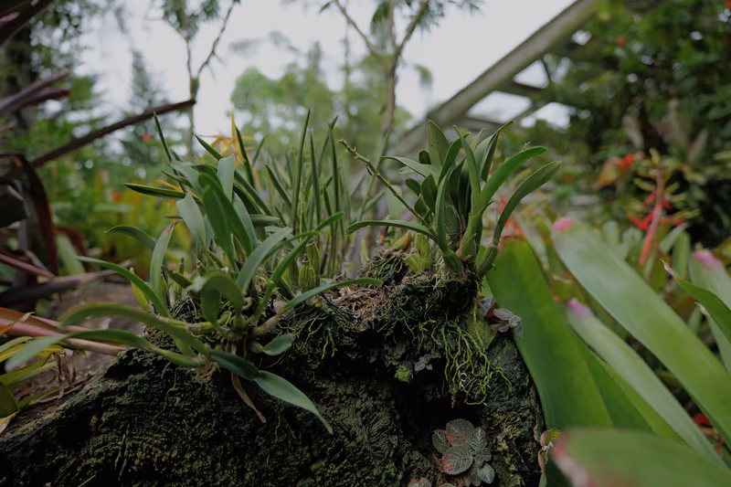 苔藓覆岩之上垂落的绿色兰花根须