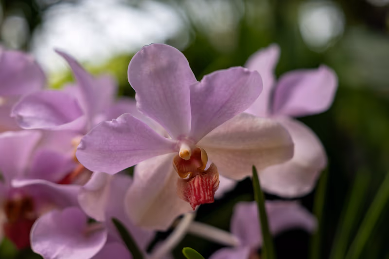 粉紫兰花特写，柔光勾勒出精致的花心