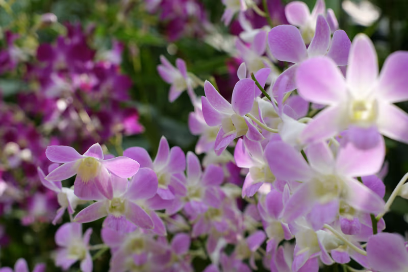 粉紫兰花近景特写，虚化背景凸显花姿
