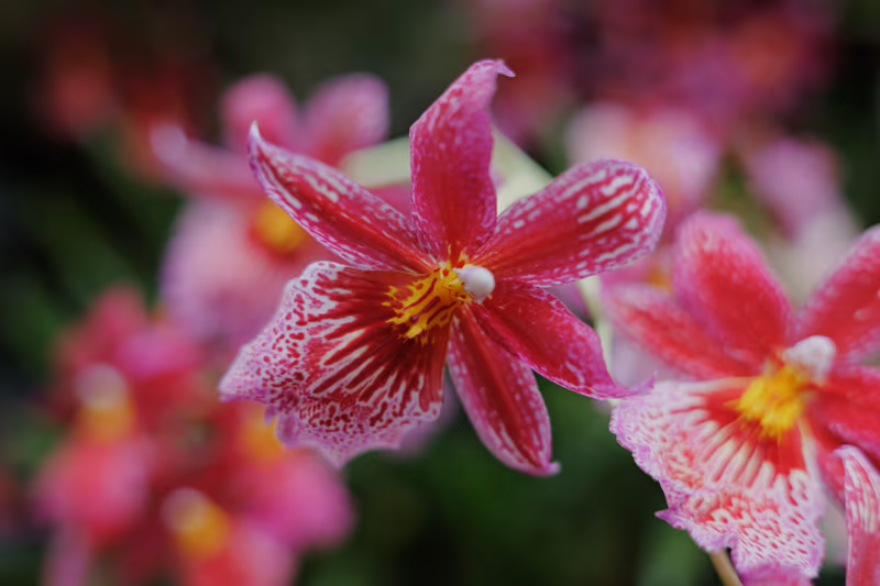 柔光下的粉红兰花特写，白斑点缀着明黄花心