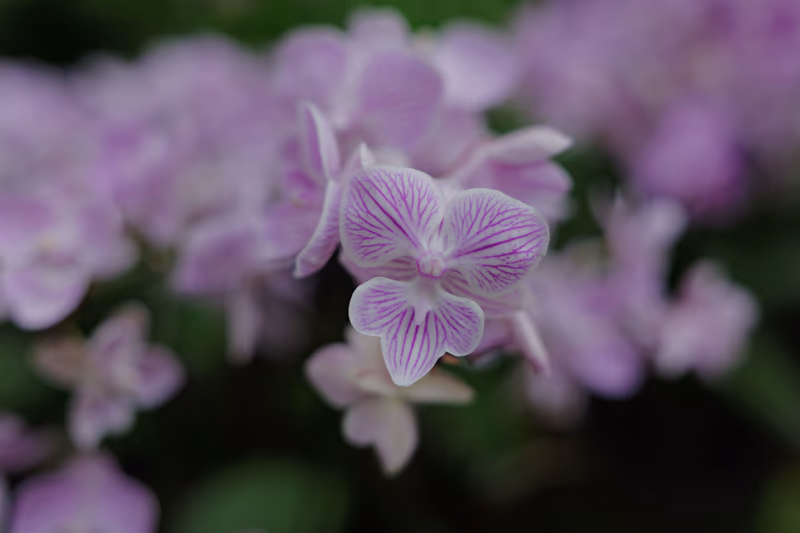 紫白兰花近景特写，花瓣紫色脉络分明